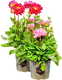 Dahlia 19 cm