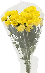 Kvistkrysantemum 3-p 50cm gul