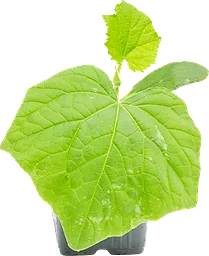 Gurkplanta 8,5 cm