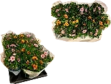 Kryssantemum