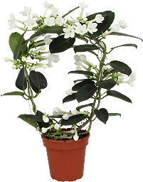 Doftranka 12cm kruka Höjd 45cm vit