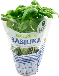 Basilika Klass 1