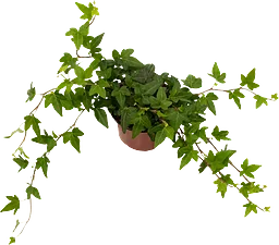 Murgröna