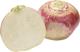 Majrova