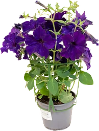 Petunia