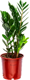 Garderobsblomma 13cm kruka Höjd 40cm
