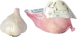 Vitlök Messidor