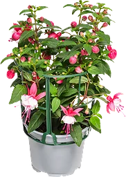 Fuchsia 11,5cm kruka Höjd 30cm varierande färger