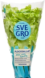 Plocksallat Kruka 1-p KRAV