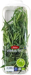 Fransk Dragon Skuren Eko