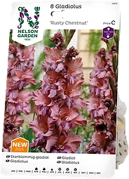 Vårlök Gladiol Storblommig Rusty Chestnut