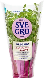 Oregano i kruka Ekologisk 1-p KRAV