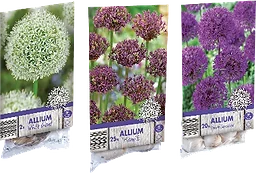 Alliumlökar