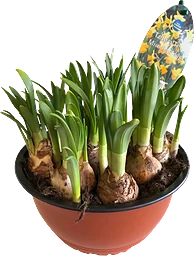 Påsklilja småblommig lyx 19cm kruka gul