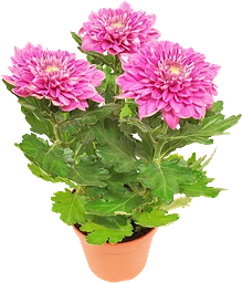 Chrysanthemum
