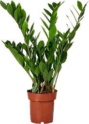 Garderobsblomma
