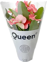 Kristi törnekrona 10,5 cm kruka 28 cm höjd rosa