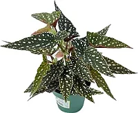 Fläckbegonia 12cm SE x6
