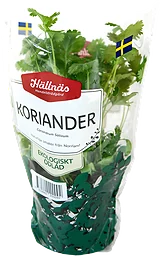 Koriander Eko Kruka