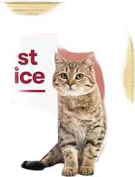 Paté Nöt