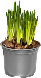 Pärlhyacint 10,5cm kruka vit 20 cm hög
