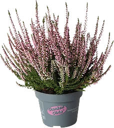 Ljung Calluna rosa 10,5 cm