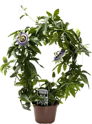 Passionsblomma 13 cm kruka 28 cm höjd