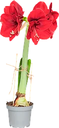 Amaryllis röd 12cm