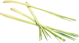 Citrongräs