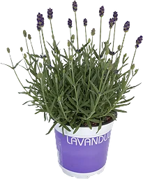 Lavandula ang. Hidcote