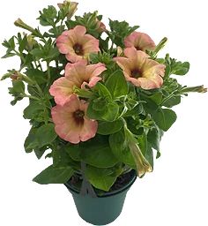 Petunia Surfinia