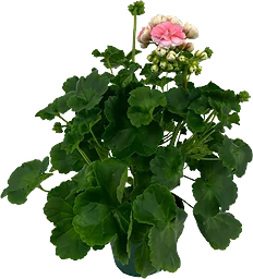 Pelargon Astrid
