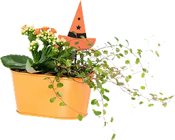 Arr Halloween Häxhatt 16cm x6