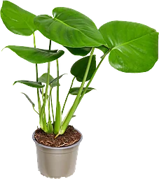 Monstera 14cm kruka Höjd 50cm