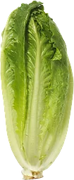 Sallad Roman