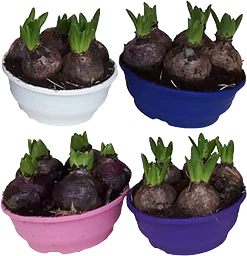 Hyacint mix 16 cm