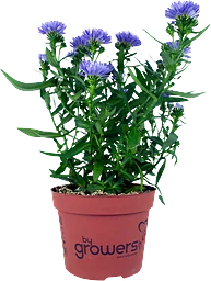 Aster I Kruka