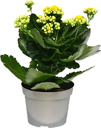 Kalanchoe dubbelblommande 10,5cm kruka Höjd 26cm gul