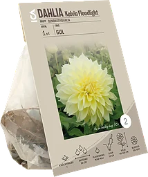 Dahlia Kelvin Floodlight Garden
