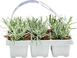 Lavendel