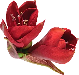 Amaryllis singel 1-p 80 cm vinröd