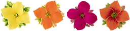 Kalanchoe varierande färger