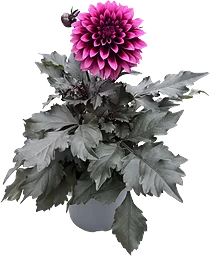 Dahlia ´Velvet Crush´ 18 cm
