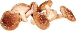 Shiitake Svamp Eko