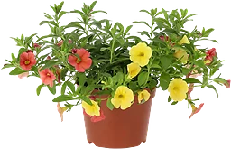 Petunia Million