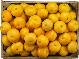 Satsumas