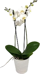 Arrrangemang Påsk Phalenopsis 12cm