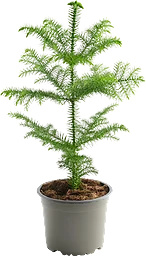 Rumsgran