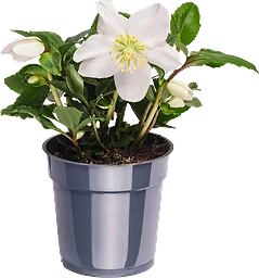 Julros 12cm kruka Höjd 27cm vit