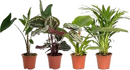Arrangemang grönmix 14cm